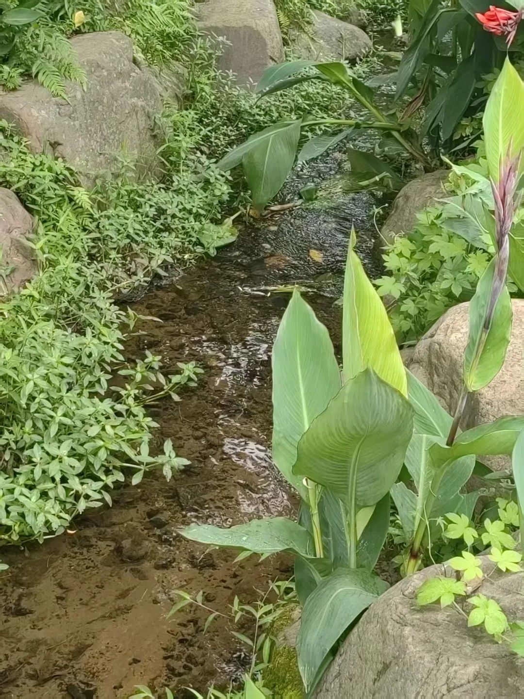 ˮ